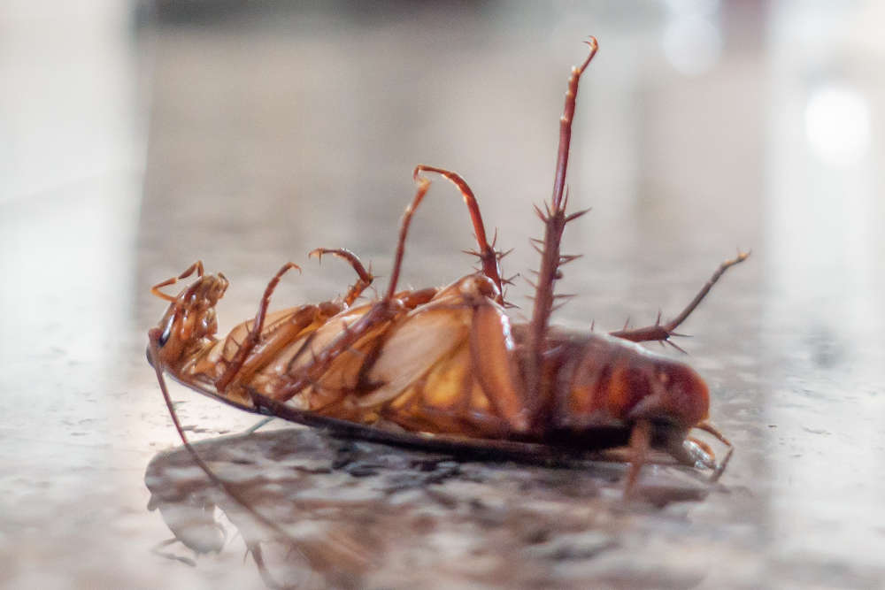 pest controller for cockroach