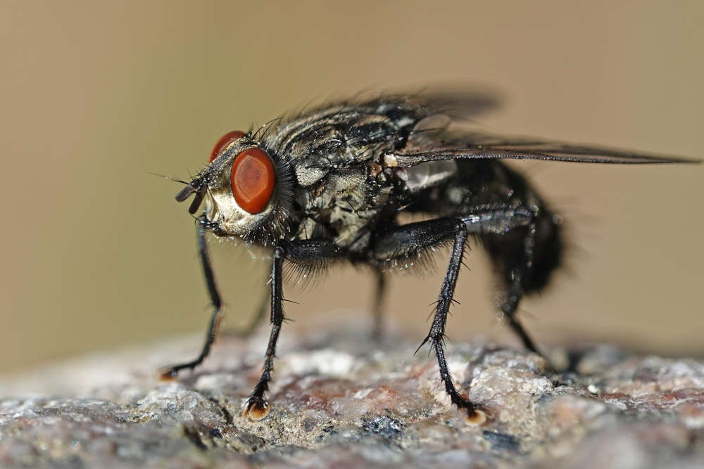 fly controllerffgtuy