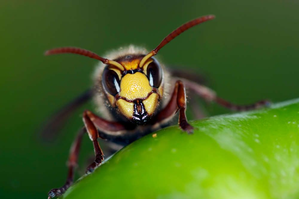 yellow jacket