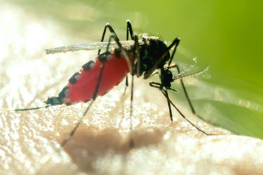 Mosquito Spray and Pest Control Services in Lahore